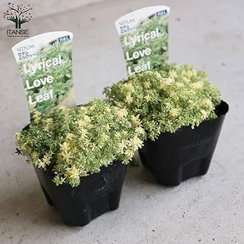 多肉植物 斑入りセダム ミルクゥージ　正規品ラベル付　抜き苗 セダム ミルクゥージの通販 | GreenSnap STORE(グリーンスナップ